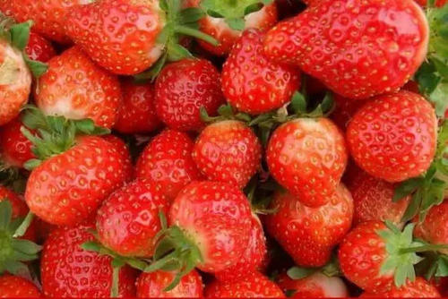 草莓哪些人不能吃