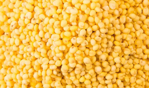 黄米的功效与作用及营养价值