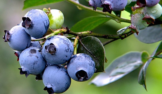 蓝莓哪些人不能吃(图2)