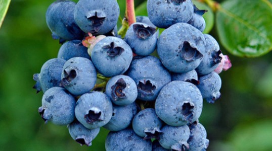 蓝莓不能和什么一起吃(图1)