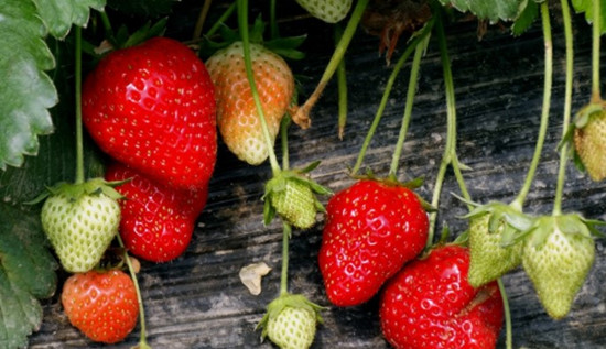 草莓不能和什么一起吃(图1)