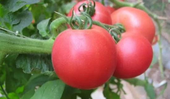 西红柿能放多久(图1)