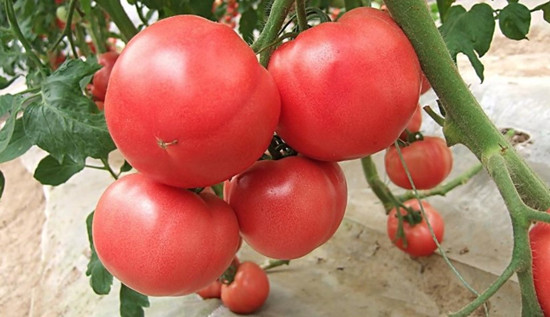 西红柿能放多久(图2)