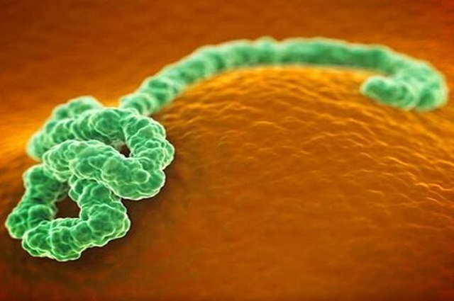 埃博拉病毒的症状介绍(图1)