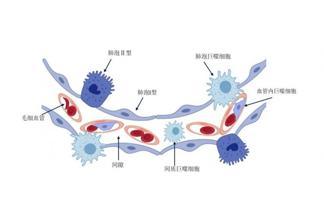 i型肺泡细胞的功能(图1)