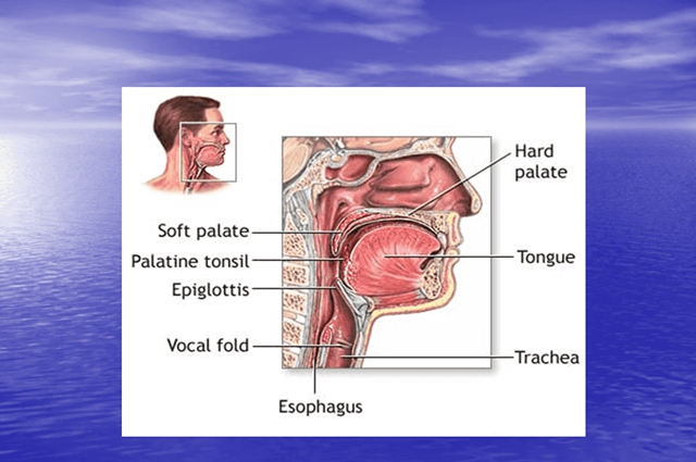 喉梗阻是什么(图1)