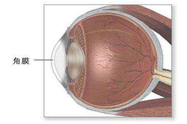 角膜破损是什么引起的(图1)